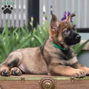 Korry, German Shepherd Puppy